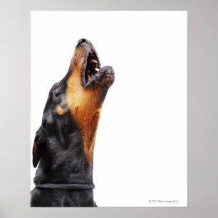 Affiches Doberman hurle