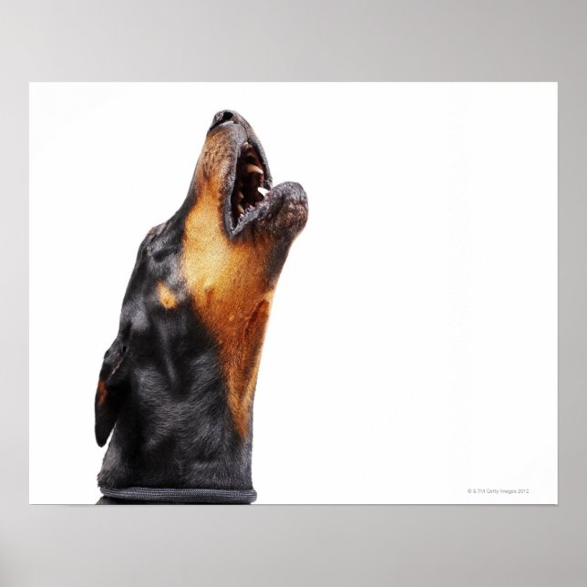 Affiches Doberman hurle, gros plan (Devant)