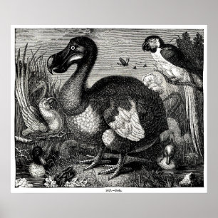 Affiches Dodo Antique Print