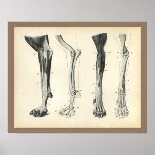 Affiches Dog Leg Bones Muscles Veterinary Anatomy Print