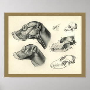 Affiches Dog Veterinary Skull Head Muscle Anatomy Print