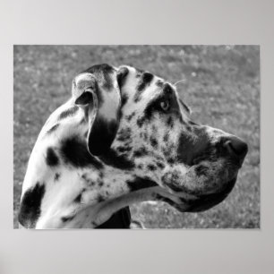 AFFICHES DOGUE ALLEMAND