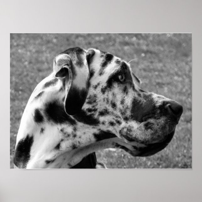 AFFICHES DOGUE ALLEMAND (Devant)