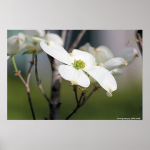 Affiches Dogwood blanc