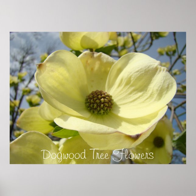 Affiches Dogwood Tree Flowers art imprime Dogwoods Jaune (Devant)