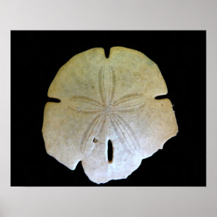 Affiches Dollar de sable