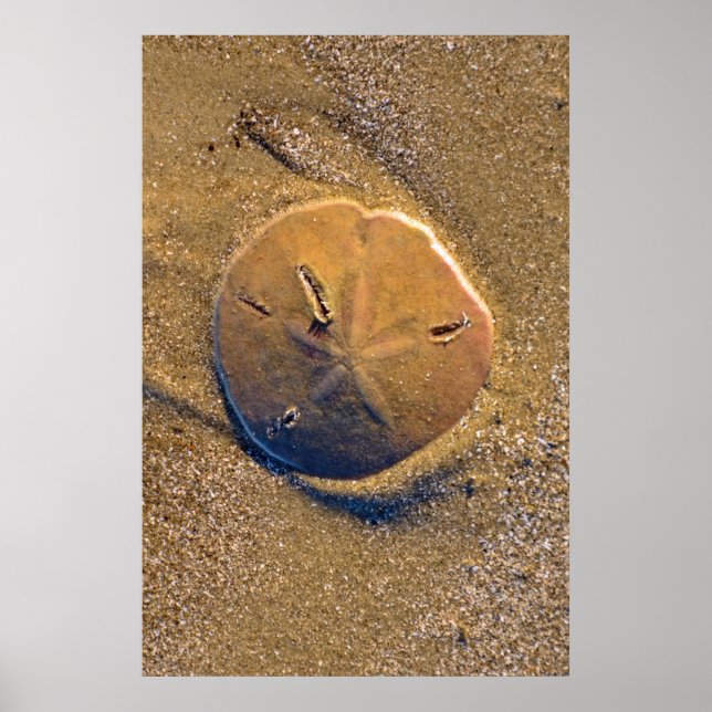 Affiches Dollar De Sable Révélé Sur La Plage | Hilton Head  (Devant)