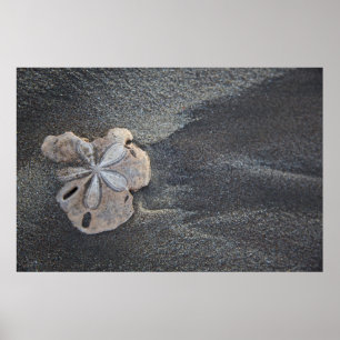 Affiches Dollar de sable sur sable