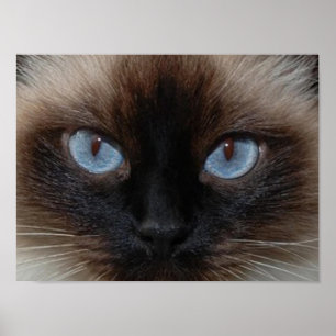 AFFICHES DOLLY LE CHAT RAGDOLL