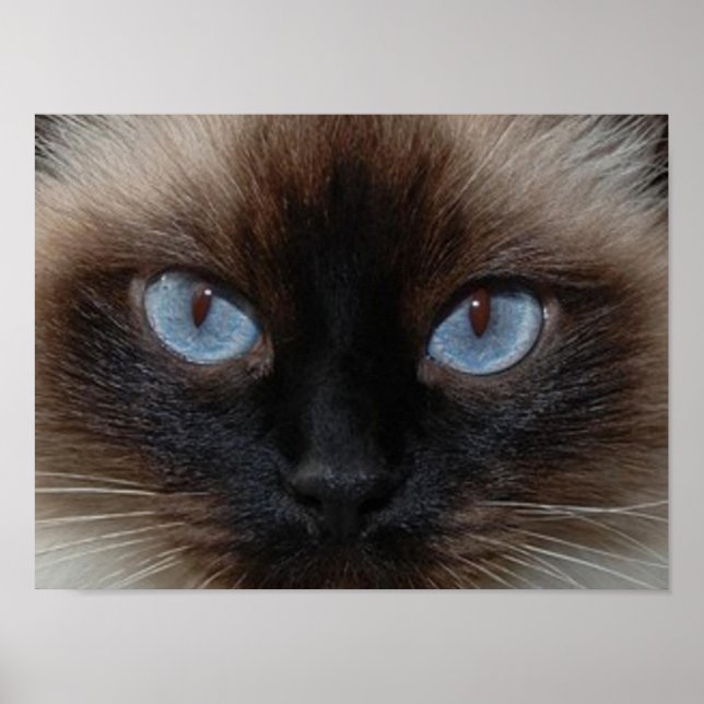 AFFICHES DOLLY LE CHAT RAGDOLL (Devant)