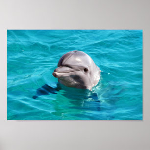 Affiches Dolphin dans Blue Water Photo