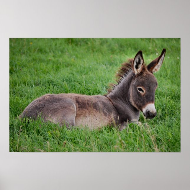 Affiches Donkey Dans L'Herbe (Devant)