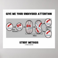 Donnez-moi votre attention entière étude Mitose