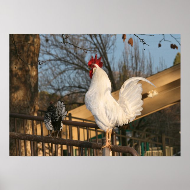 Affiches "Doodle Do", Bantam Rooster (Devant)