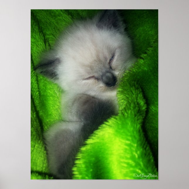 Affiches Dormir Kitty (Devant)