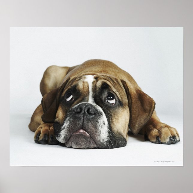 Affiches Dorset Old Tyme Bulldog (Devant)
