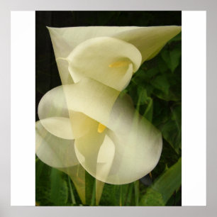 Affiches Double exposition Calla Lily
