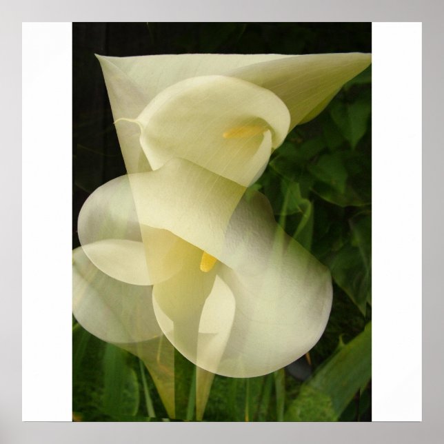 Affiches Double exposition Calla Lily (Devant)