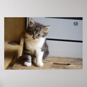 Affiches Doux chaton Tomcat
