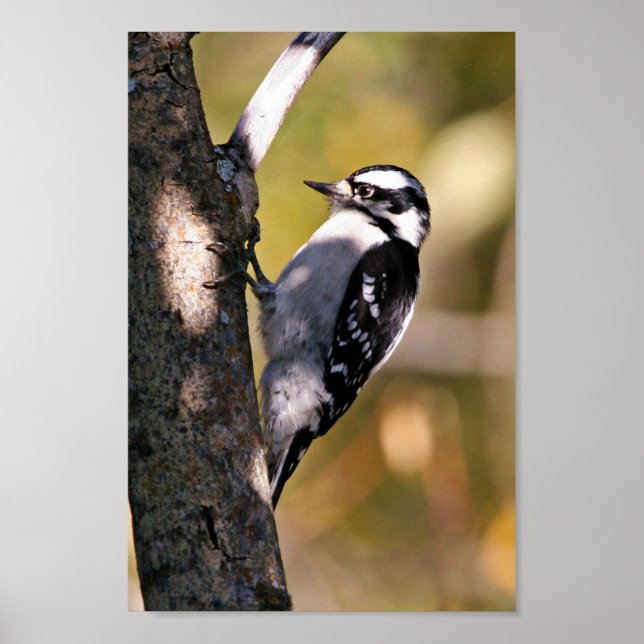Affiches Downy Woodpecker (Devant)