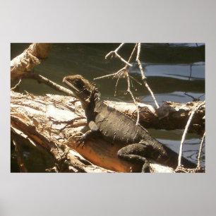 Affiches Dragon d'eau