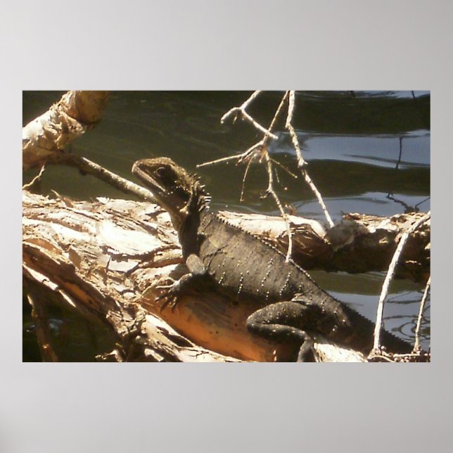 Affiches Dragon d'eau (Devant)