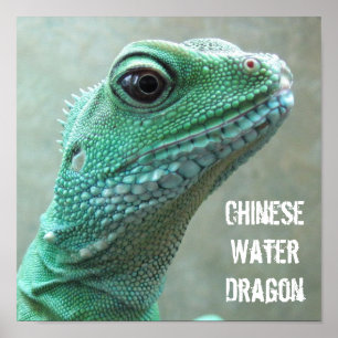 Affiches Dragon d'eau chinois