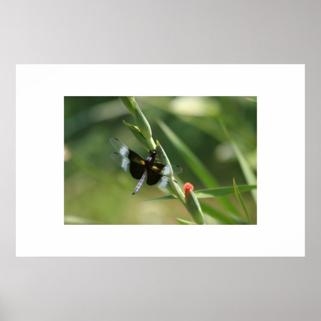 AFFICHES DRAGON FLY (Devant)