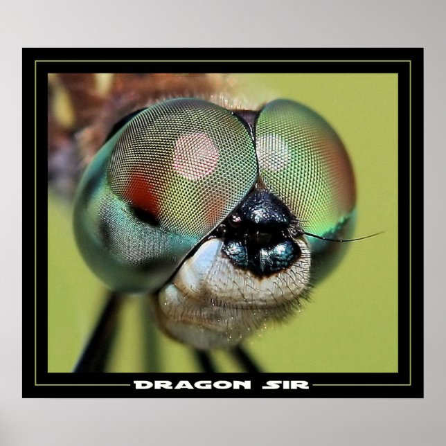 Affiches Dragon Sir (Devant)