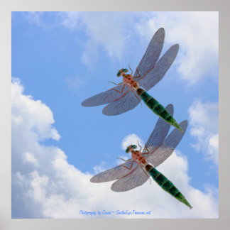 Affiches Dragonflies Blue Sky Fluffy Nuages Nature Imprimer