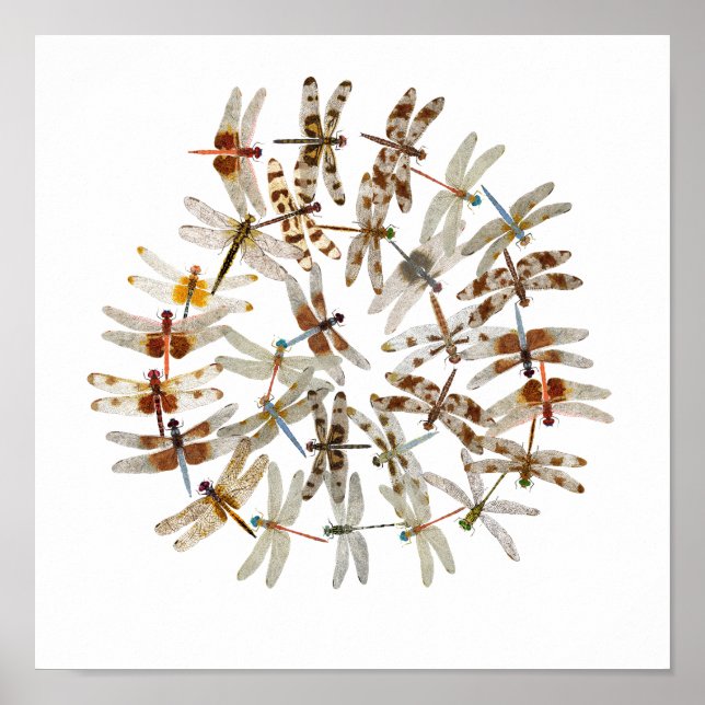 Affiches Dragonflies synchronisées (Devant)