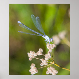Affiches Dragonfly #2