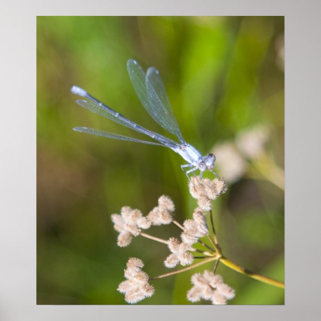 Affiches Dragonfly #2 (Devant)