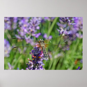 Affiches Dragonfly in Lavender Garden
