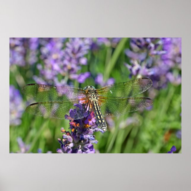 Affiches Dragonfly in Lavender Garden (Devant)