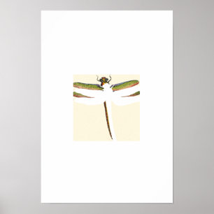 Affiches Dragonfly miniature sur Arrière - plan blanc