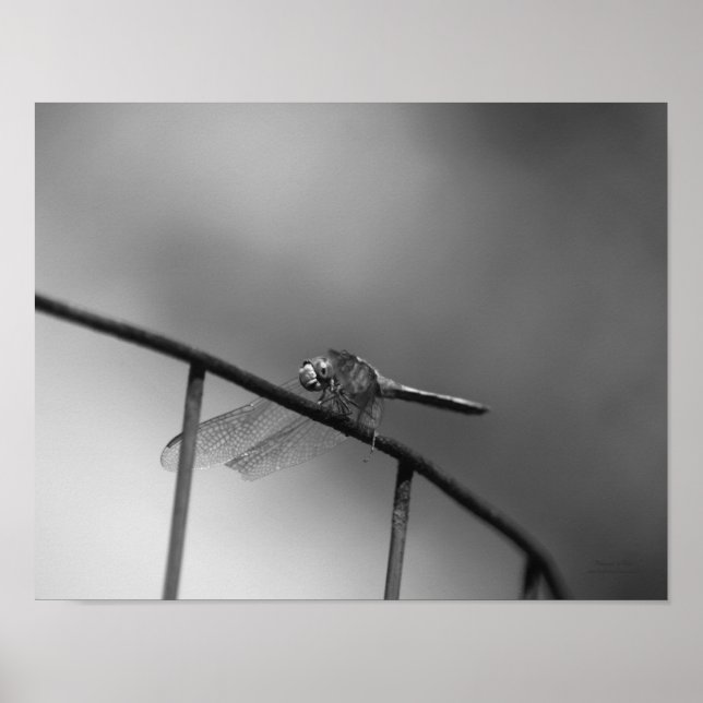 Affiches Dragonfly sur la clôture Noir et blanc (Devant)