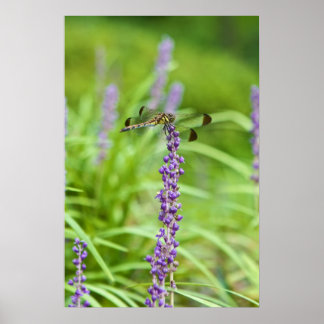 Affiches Dragonfly sur une fleur