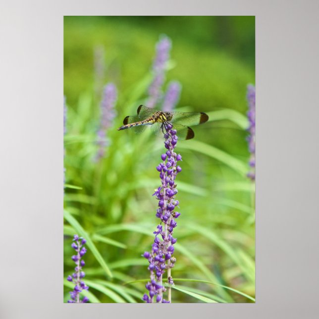 Affiches Dragonfly sur une fleur (Devant)