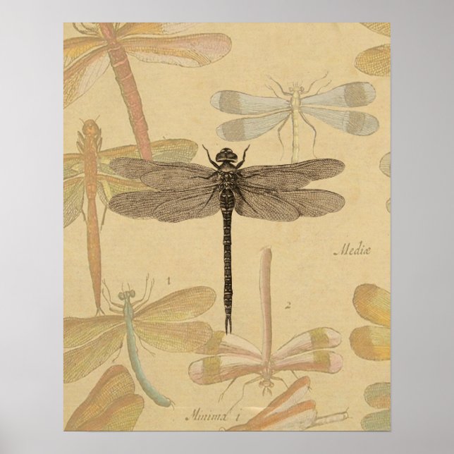 Affiches Dragonfly Vintage Antique Classic Nature (Devant)