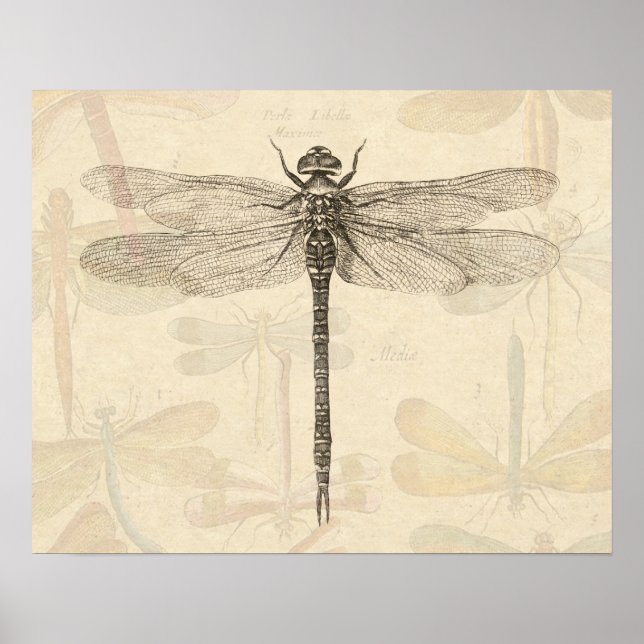 Affiches Dragonfly Vintage dessin classique (Devant)