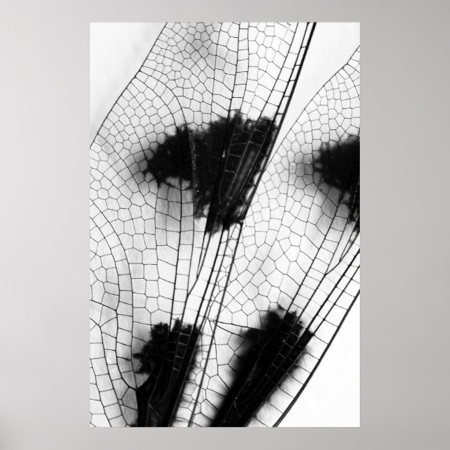Affiches Dragonfly Wings (Devant)