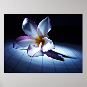 Affiches DRAMA (edt)