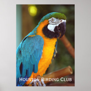 Affiches Dramatique Macaw