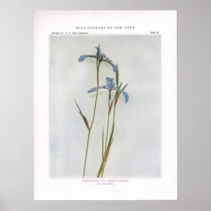 Affiches Drapeau Bleu Étroit ; Flagroot Poison