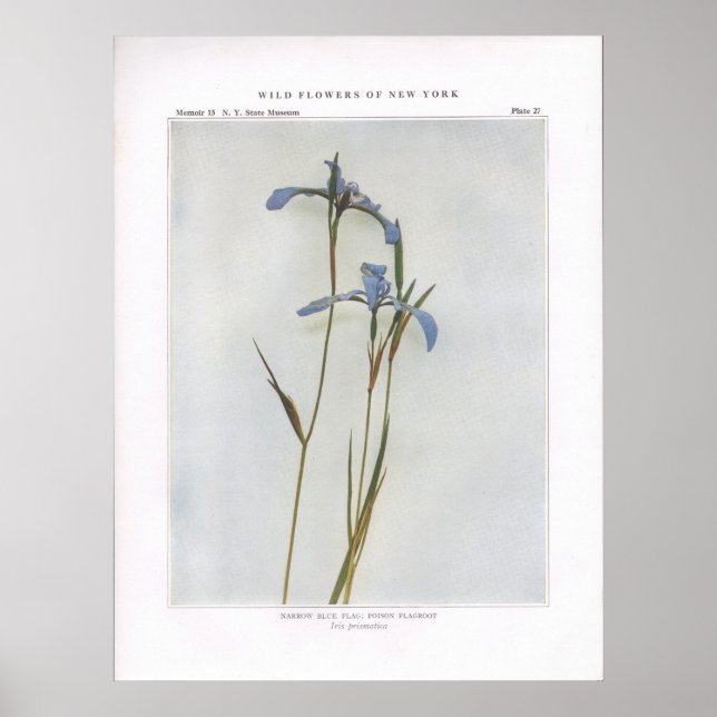 Affiches Drapeau Bleu Étroit ; Flagroot Poison (Devant)