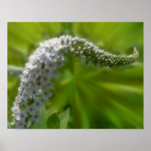 Affiches Dreamy Curling Fleur sauvage blanc