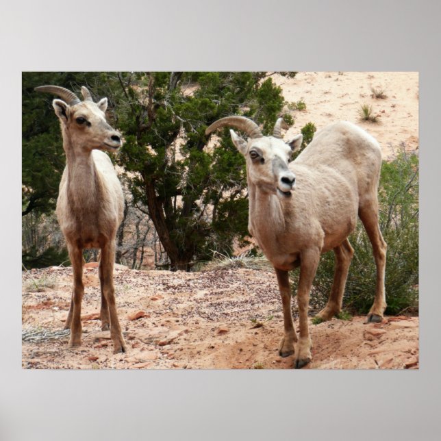 Affiches Drôle Mouton de Bighorn dans le parc national Zion (Devant)