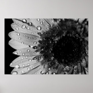 Affiches Droplets marguerriers (noir et blanc)