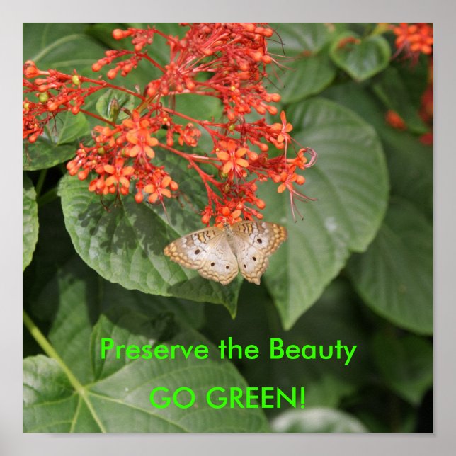 Affiches DSC00433, Préserver la Beauté, DEVENEZ ÉCOLO ! (Devant)